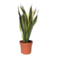 Vrouwentong - Sansevieria trifasciata Laurentii - Hoogte 40-50cm - ⌀14cm
