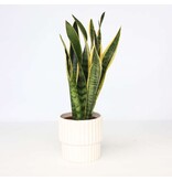 Vrouwentong - Sansevieria trifasciata Laurentii - Hoogte 40-50cm - ⌀14cm