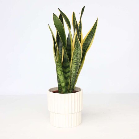 Vrouwentong - Sansevieria trifasciata Laurentii - Hoogte 40-50cm - ⌀14cm