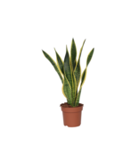 Vrouwentong - Sansevieria trifasciata Laurentii - Hoogte 60-70cm - ⌀17cm