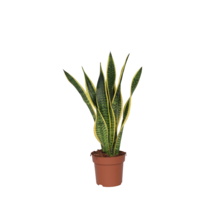 Vrouwentong - Sansevieria trifasciata Laurentii - Hoogte 60-70cm - ⌀17cm