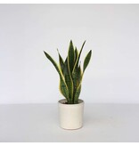 Vrouwentong - Sansevieria trifasciata Laurentii - Hoogte 60-70cm - ⌀17cm