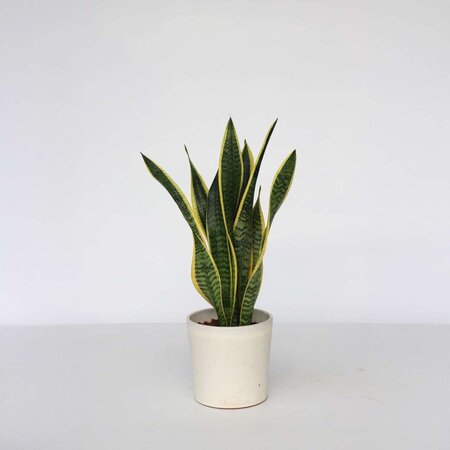 Vrouwentong - Sansevieria trifasciata Laurentii - Hoogte 60-70cm - ⌀17cm