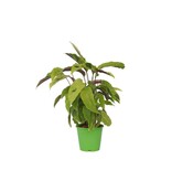 Pauwenplant - Calathea 'Yellow Fusion' - Hoogte 30-40cm - ⌀14cm