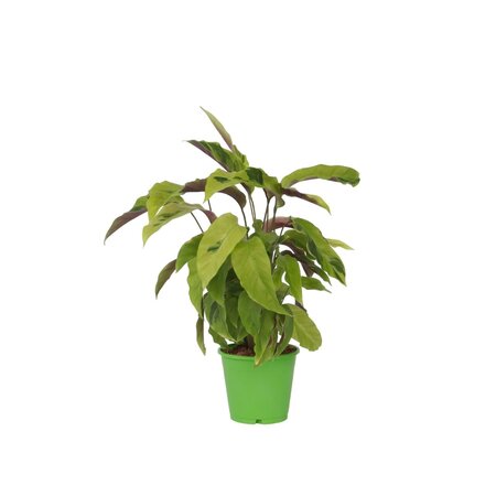 Pauwenplant - Calathea 'Yellow Fusion' - Hoogte 30-40cm - ⌀14cm