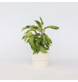 Pauwenplant - Calathea 'Yellow Fusion' - Hoogte 30-40cm - ⌀14cm