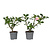 Woestijnroos - Set van 2 - Adenium obesum - Hoogte 30-45cm - ⌀13cm