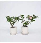Woestijnroos - Set van 2 - Adenium obesum - Hoogte 30-45cm - ⌀13cm
