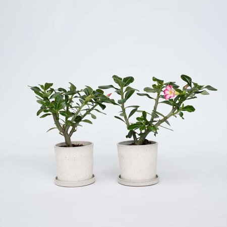 Woestijnroos - Set van 2 - Adenium obesum - Hoogte 30-45cm - ⌀13cm