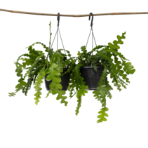 Zaagcactus - Set van 2 - Epiphyllum 'Anguliger' - Hoogte 30-40cm - ⌀15cm