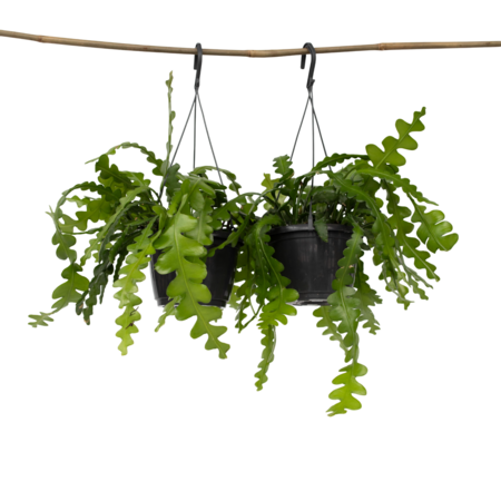 Zaagcactus - Set van 2 - Epiphyllum 'Anguliger' - Hoogte 30-40cm - ⌀15cm