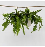 Zaagcactus - Set van 2 - Epiphyllum 'Anguliger' - Hoogte 30-40cm - ⌀15cm