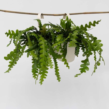 Zaagcactus - Set van 2 - Epiphyllum 'Anguliger' - Hoogte 30-40cm - ⌀15cm