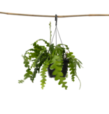 Zaagcactus - Epiphyllum 'Anguliger' - Hoogte 30-40cm - ⌀15cm