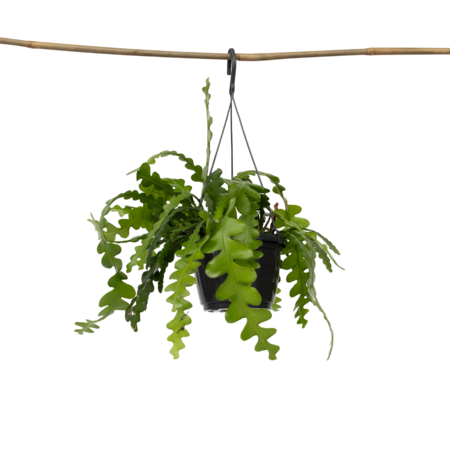 Zaagcactus - Epiphyllum 'Anguliger' - Hoogte 30-40cm - ⌀15cm