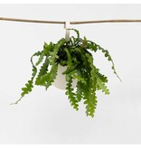 Zaagcactus - Epiphyllum 'Anguliger' - Hoogte 30-40cm - ⌀15cm