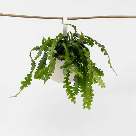 Zaagcactus - Epiphyllum 'Anguliger' - Hoogte 30-40cm - ⌀15cm