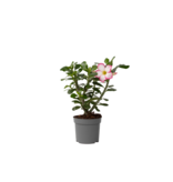 Woestijnroos - Adenium obesum 'Pink Star' - Hoogte 30-45cm - ⌀13cm