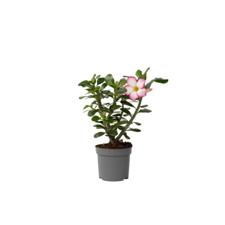 Woestijnroos - Adenium obesum 'Pink Star' - Hoogte 30-45cm - ⌀13cm