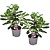 Woestijnroos - Set van 2 - Adenium obesum - Hoogte 30-40cm - ⌀13cm