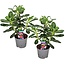 Woestijnroos - Set van 2 - Adenium obesum - Hoogte 30-40cm - ⌀13cm