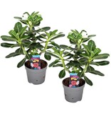 Woestijnroos - Set van 2 - Adenium obesum - Hoogte 30-40cm - ⌀13cm
