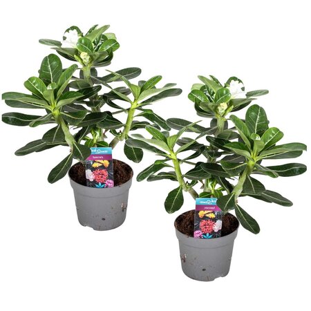 Woestijnroos - Set van 2 - Adenium obesum - Hoogte 30-40cm - ⌀13cm