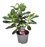 Woestijnroos - Adenium obesum - Hoogte 30-40cm - ⌀13cm