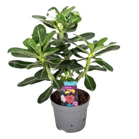 Woestijnroos - Adenium obesum - Hoogte 30-40cm - ⌀13cm