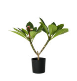 Frangipani roze - Plumeria rubra 'Roze' - Hoogte 55-70cm - ⌀17cm