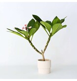 Frangipani roze - Plumeria rubra 'Roze' - Hoogte 55-70cm - ⌀17cm