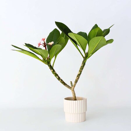 Frangipani roze - Plumeria rubra 'Roze' - Hoogte 55-70cm - ⌀17cm