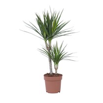 Drakenbloedboom - Dracaena marginata - Hoogte 70-80cm - ⌀17cm