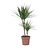 Drakenbloedboom - Dracaena marginata - Hoogte 70-80cm - ⌀17cm