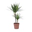 Drakenbloedboom - Dracaena marginata - Hoogte 70-80cm - ⌀17cm