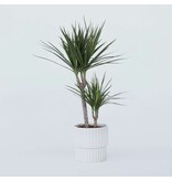 Drakenbloedboom - Dracaena marginata - Hoogte 70-80cm - ⌀17cm