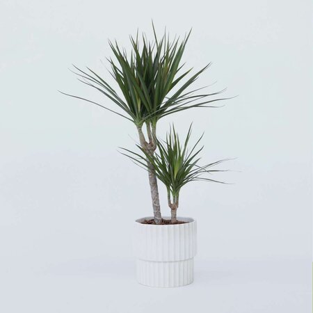 Drakenbloedboom - Dracaena marginata - Hoogte 70-80cm - ⌀17cm