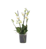 Orchidee wit - Phalaenopsis Multiflora - Hoogte 35-45cm - ⌀12cm