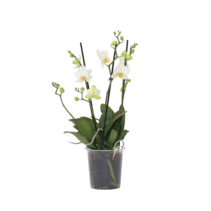 Orchidee wit - Phalaenopsis Multiflora - Hoogte 35-45cm - ⌀12cm