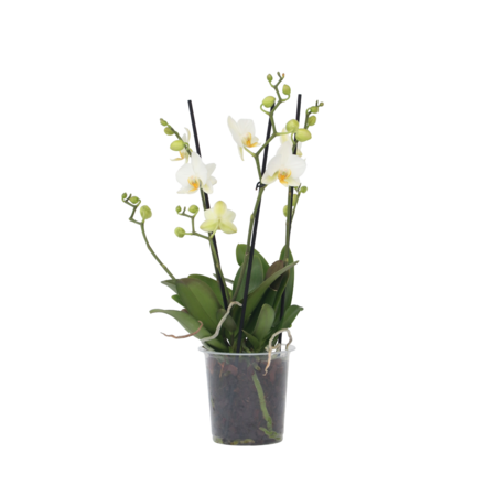 Orchidee wit - Phalaenopsis Multiflora - Hoogte 35-45cm - ⌀12cm