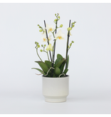 Orchidee wit - Phalaenopsis Multiflora - Hoogte 35-45cm - ⌀12cm