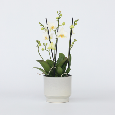 Orchidee wit - Phalaenopsis Multiflora - Hoogte 35-45cm - ⌀12cm
