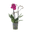 Orchidee paars - Phalaenopsis Multiflora - Hoogte 35-45cm - ⌀12cm