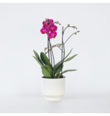 Orchidee paars - Phalaenopsis Multiflora - Hoogte 35-45cm - ⌀12cm
