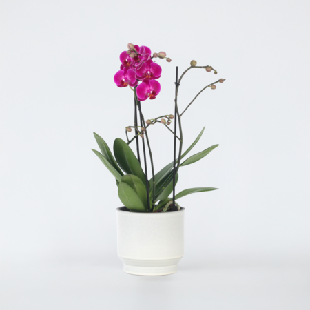 Orchidee paars - Phalaenopsis Multiflora - Hoogte 35-45cm - ⌀12cm