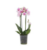 Orchidee roze - Phalaenopsis Multiflora - Hoogte 35-45cm - ⌀12cm