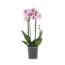 Orchidee roze - Phalaenopsis Multiflora - Hoogte 35-45cm - ⌀12cm