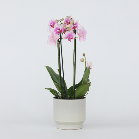 Orchidee roze - Phalaenopsis Multiflora - Hoogte 35-45cm - ⌀12cm
