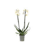 Orchidee - Phalaenopsis - Hoogte 50-60cm - ⌀12cm