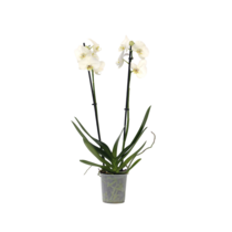 Orchidee - Phalaenopsis - Hoogte 50-60cm - ⌀12cm